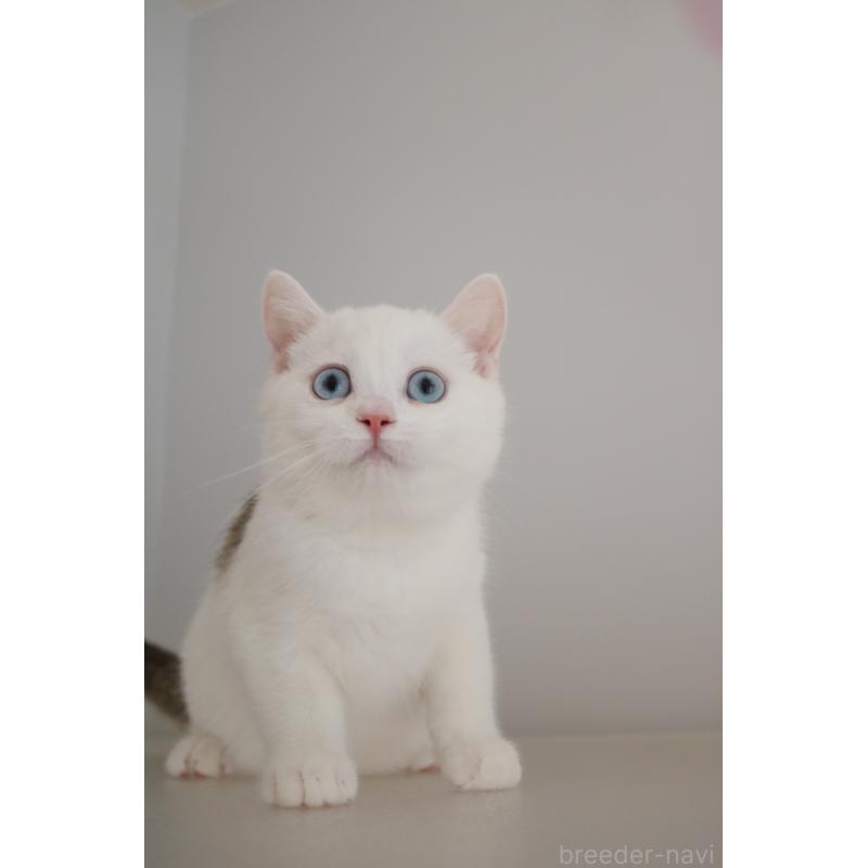 販売中の愛知県のスコティッシュストレート-125506の6枚目