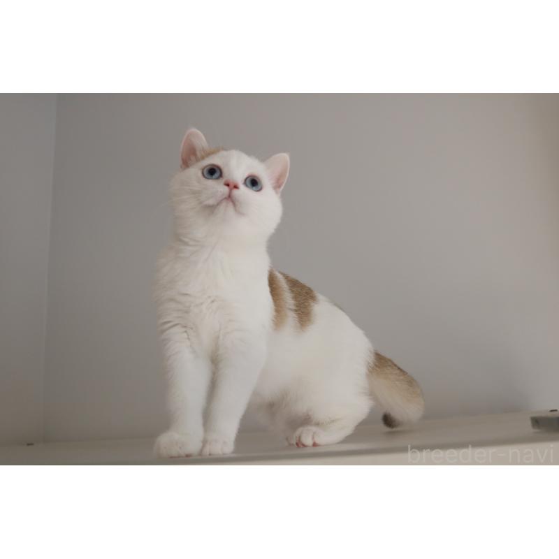 販売中の愛知県のスコティッシュストレート-125505の4枚目