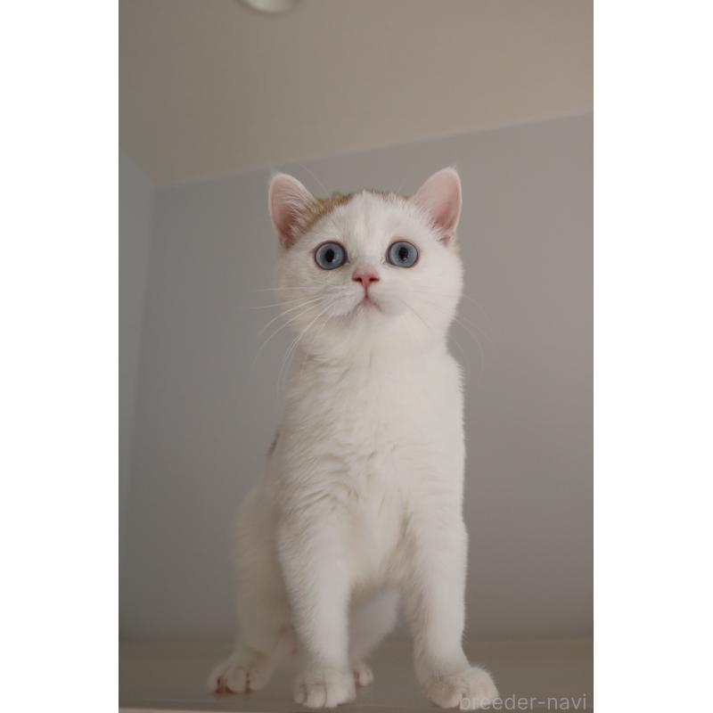 販売中の愛知県のスコティッシュストレート-125505の3枚目