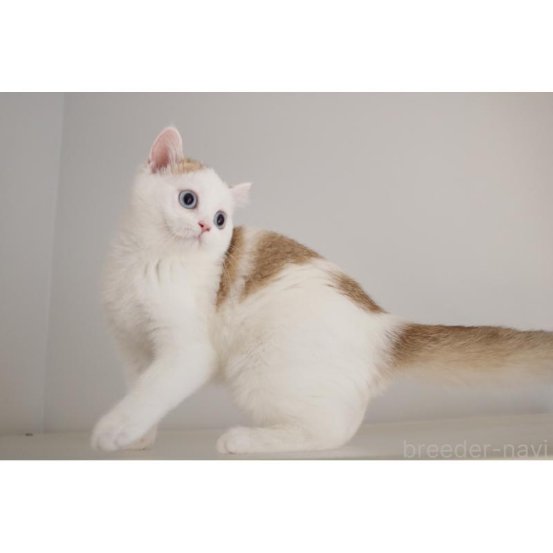 販売中の愛知県のスコティッシュストレート-125505の2枚目