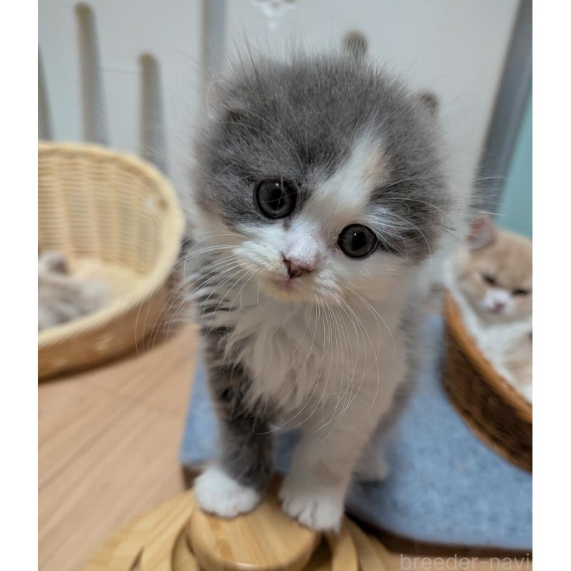 販売中の大阪府のスコティッシュフォールド(折れ耳)-129531の3枚目