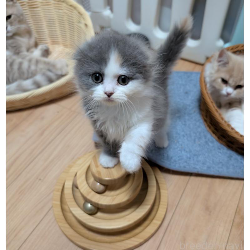 販売中の大阪府のスコティッシュフォールド(折れ耳)-129531の2枚目