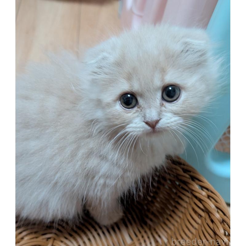 販売中の大阪府のスコティッシュフォールド(折れ耳)-129529の2枚目