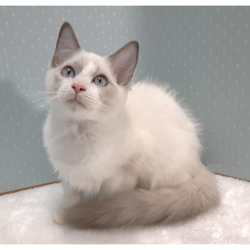 販売中の岐阜県のラグドール-130666の4枚目