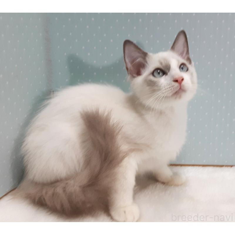 販売中の岐阜県のラグドール-130666の3枚目