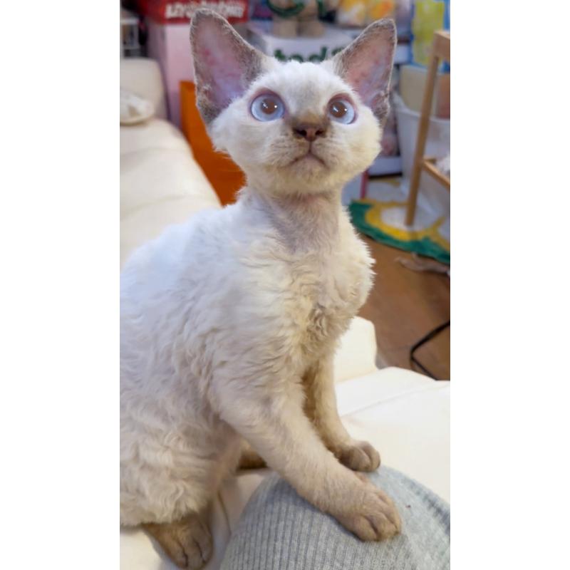 販売中の神奈川県のデボンレックス-128459の4枚目