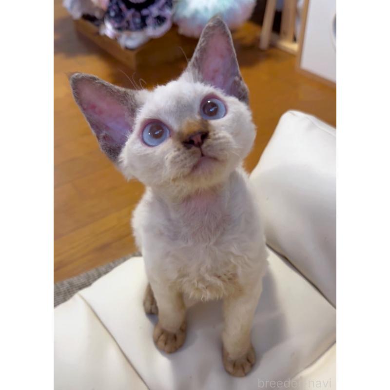 販売中の神奈川県のデボンレックス-128459の3枚目