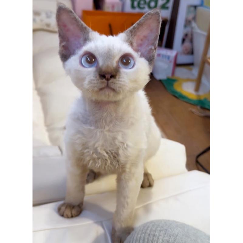 販売中の神奈川県のデボンレックス-128459の2枚目