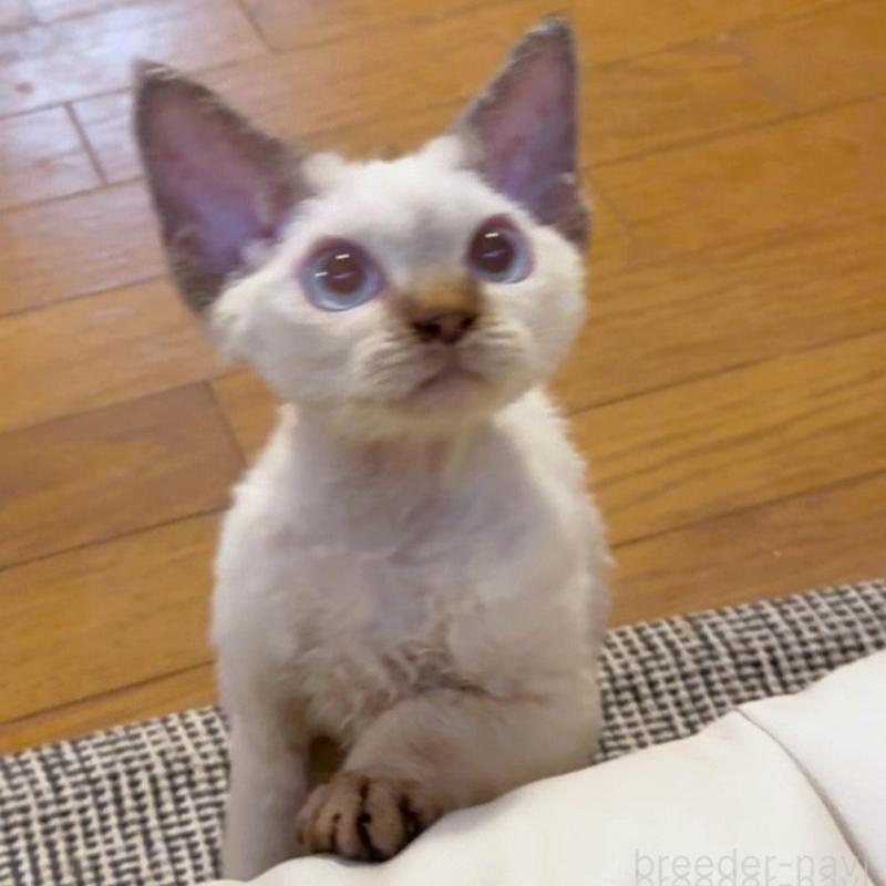 販売中の神奈川県のデボンレックス-128459の1枚目