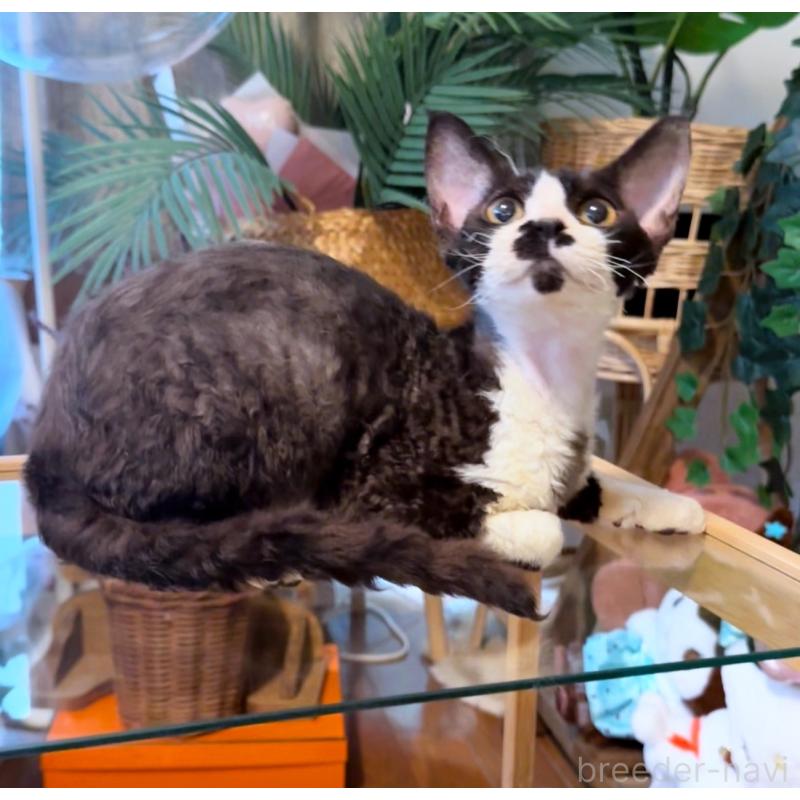 販売中の神奈川県のデボンレックス-121619の5枚目