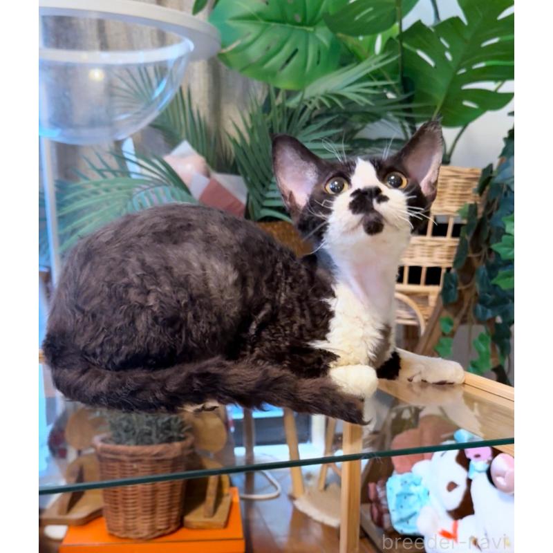 販売中の神奈川県のデボンレックス-121619の4枚目