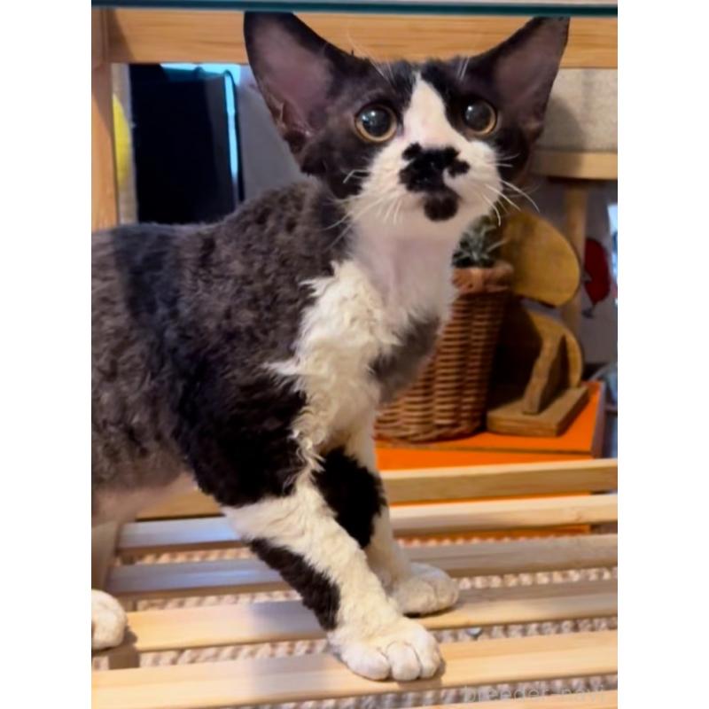 販売中の神奈川県のデボンレックス-121619の3枚目