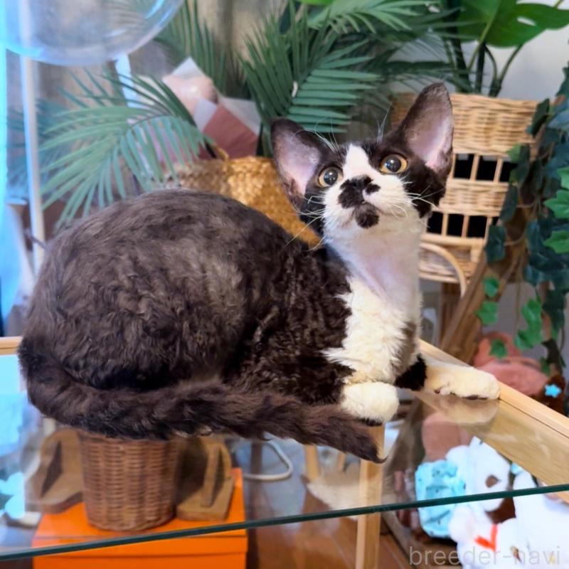 販売中の神奈川県のデボンレックス-121619の1枚目