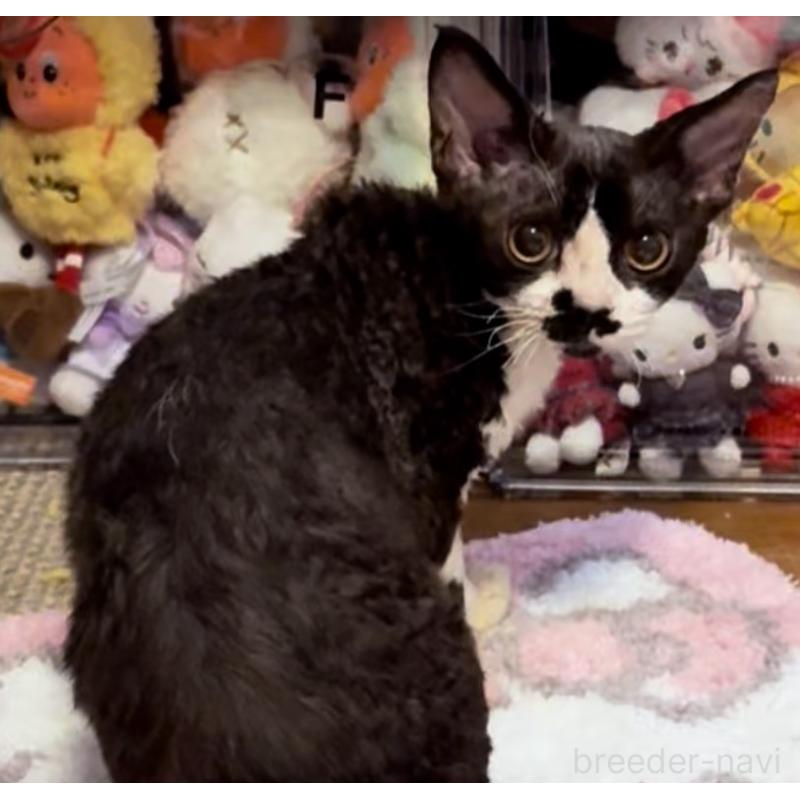 販売中の神奈川県のデボンレックス-121619の2枚目