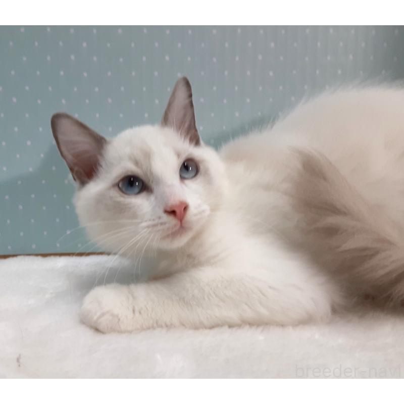 販売中の岐阜県のラグドール-130667の4枚目