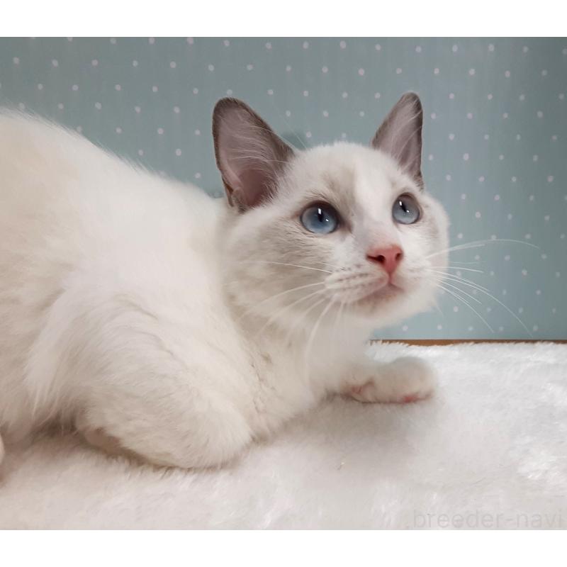 販売中の岐阜県のラグドール-130667の3枚目