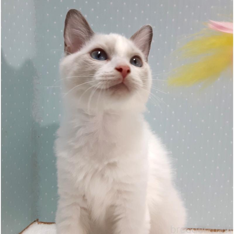 販売中の岐阜県のラグドール-130667の2枚目