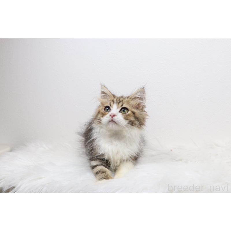 販売中の愛知県のミヌエット-123701の3枚目