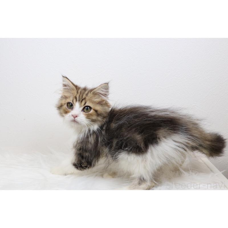 販売中の愛知県のミヌエット-123701の1枚目