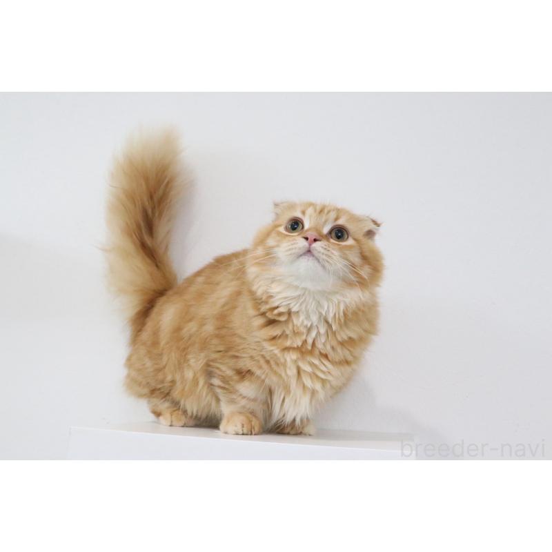 商談中の愛知県のマンチカン(短足)-121776の1枚目