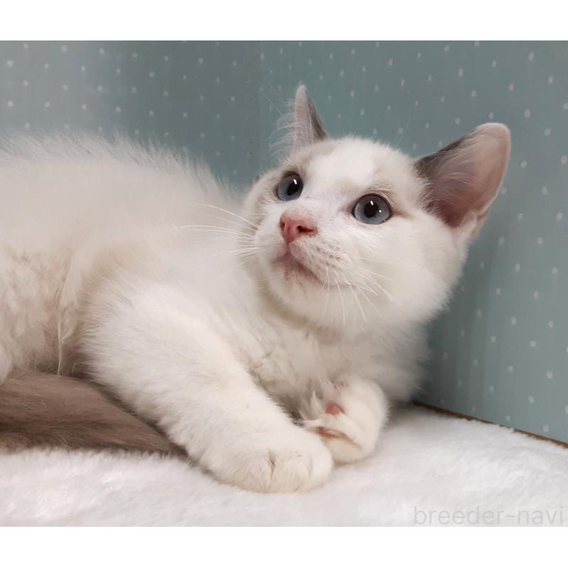 販売中の岐阜県のラグドール-130668の4枚目