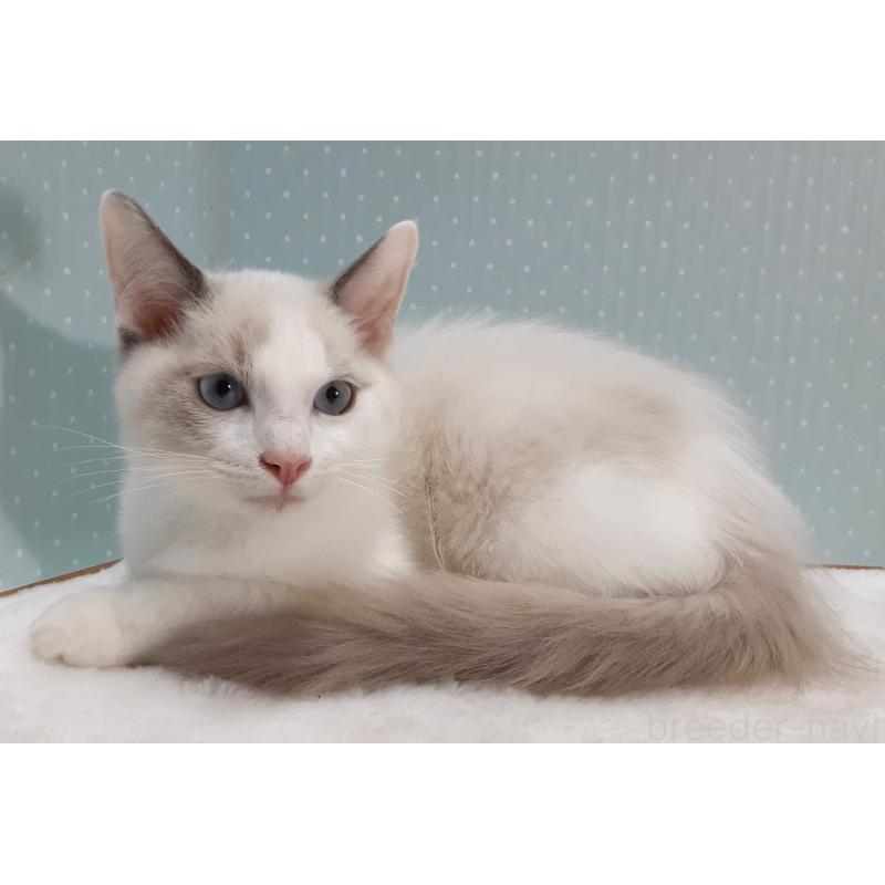 販売中の岐阜県のラグドール-130668の3枚目