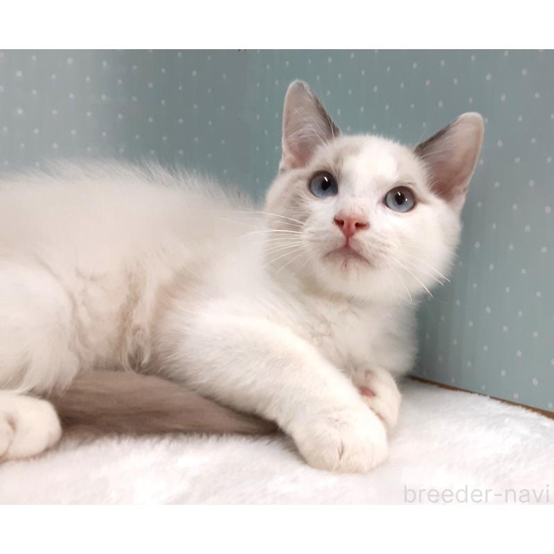 販売中の岐阜県のラグドール-130668の2枚目