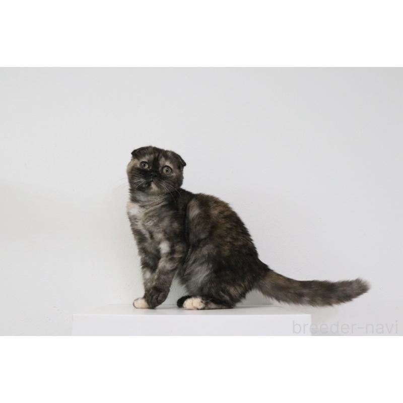 販売中の愛知県のスコティッシュフォールド(折れ耳)-126853の3枚目