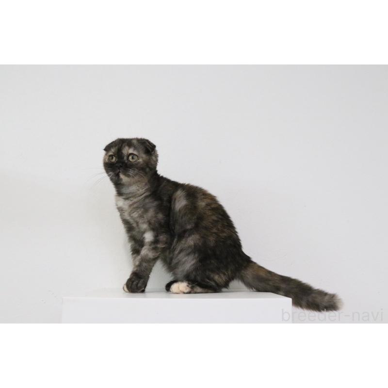 販売中の愛知県のスコティッシュフォールド(折れ耳)-126853の2枚目