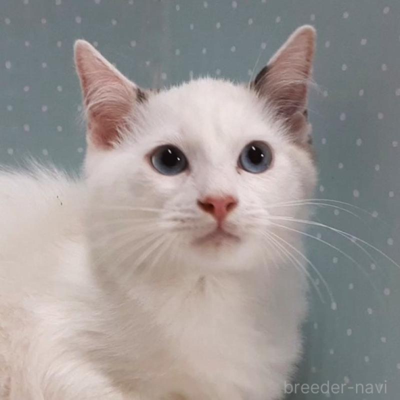 販売中の岐阜県のラグドール-130670