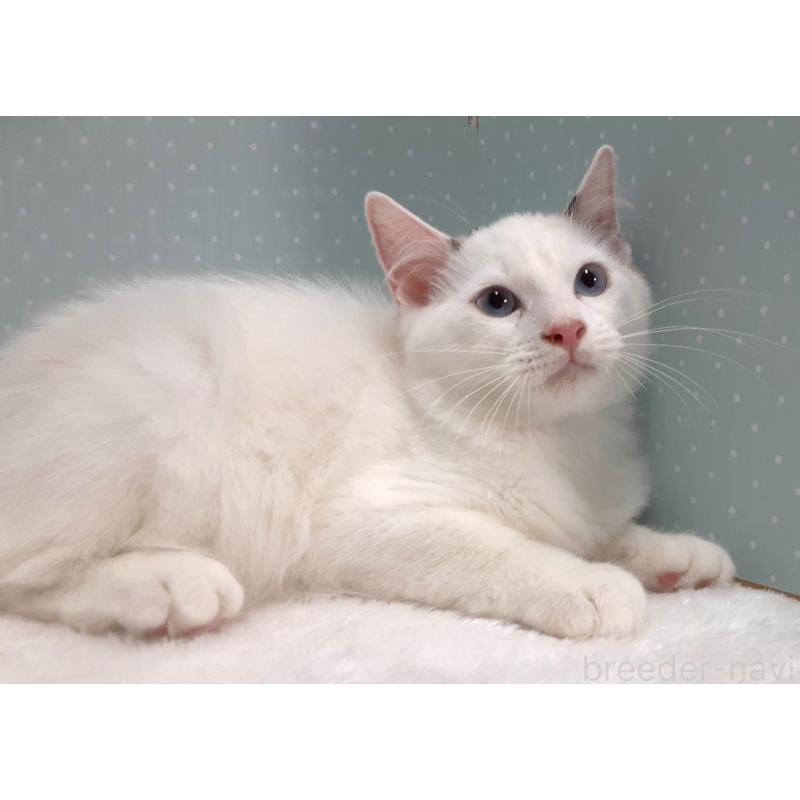 販売中の岐阜県のラグドール-130670の4枚目