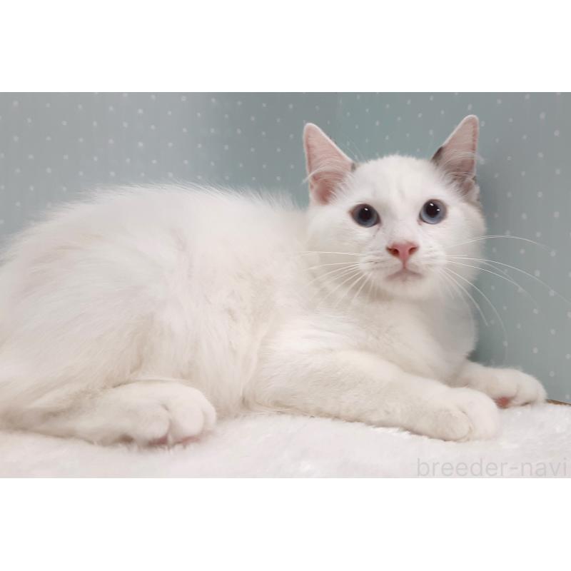 販売中の岐阜県のラグドール-130670の3枚目