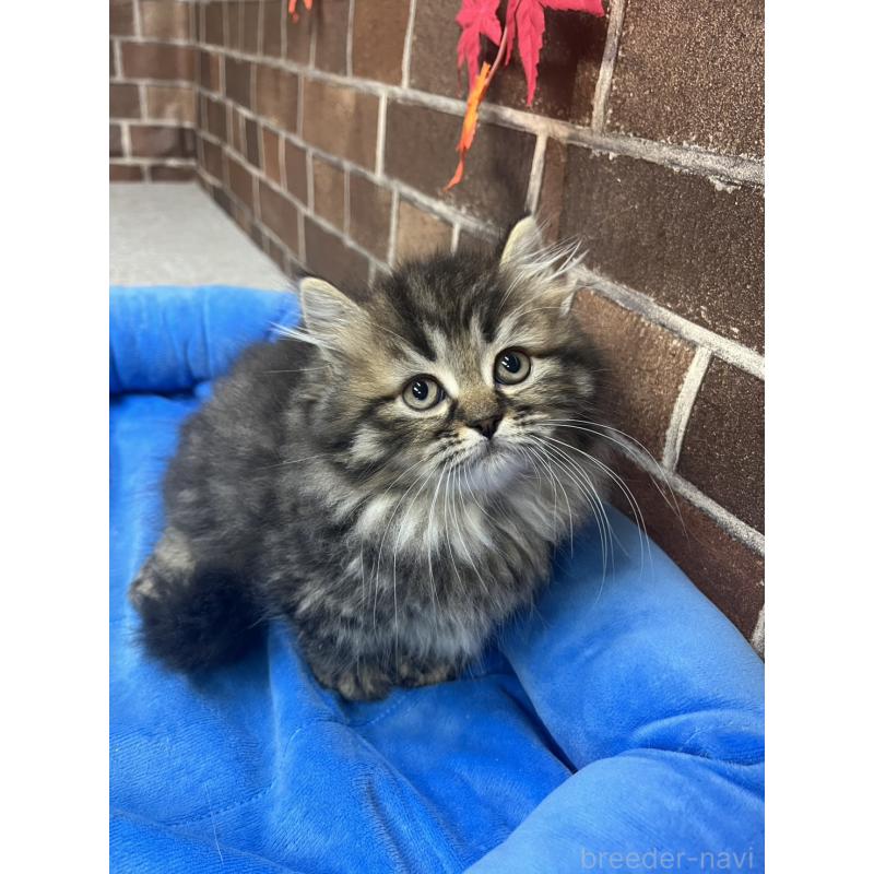 販売中の東京都のミヌエット(短足)-130669の12枚目