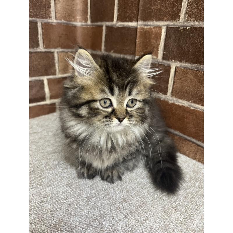 販売中の東京都のミヌエット(短足)-130669の11枚目