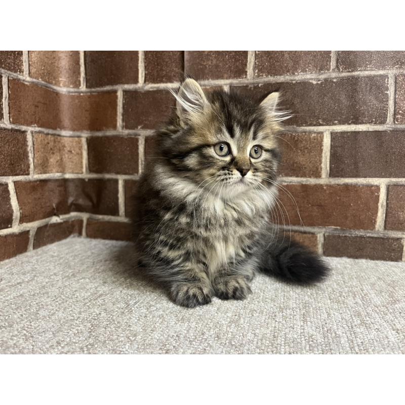 販売中の東京都のミヌエット(短足)-130669の10枚目