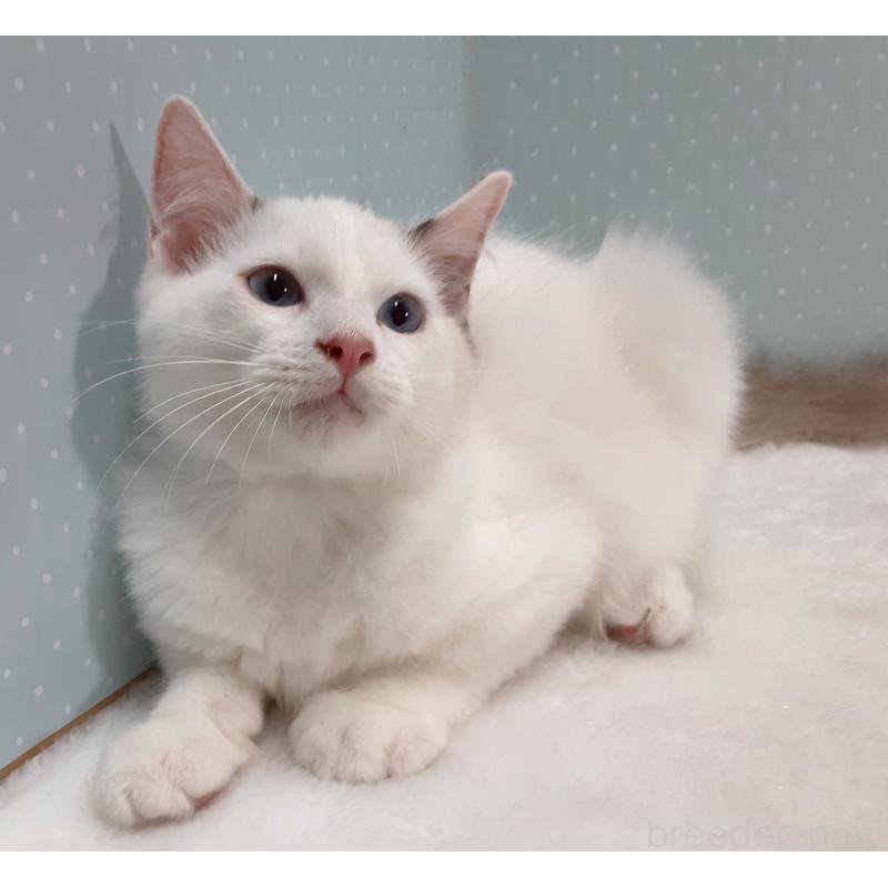 販売中の岐阜県のラグドール-130670の2枚目