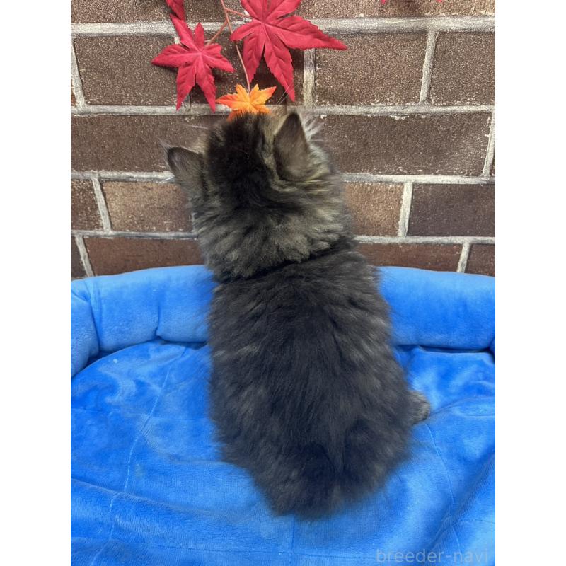 販売中の東京都のミヌエット(短足)-130669の7枚目