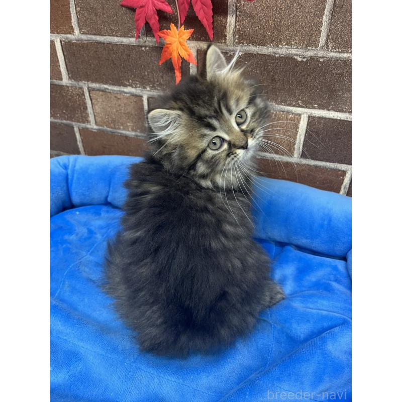 販売中の東京都のミヌエット(短足)-130669の6枚目