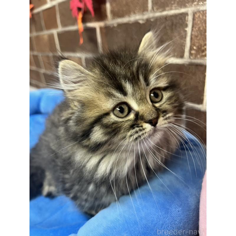 販売中の東京都のミヌエット(短足)-130669の4枚目