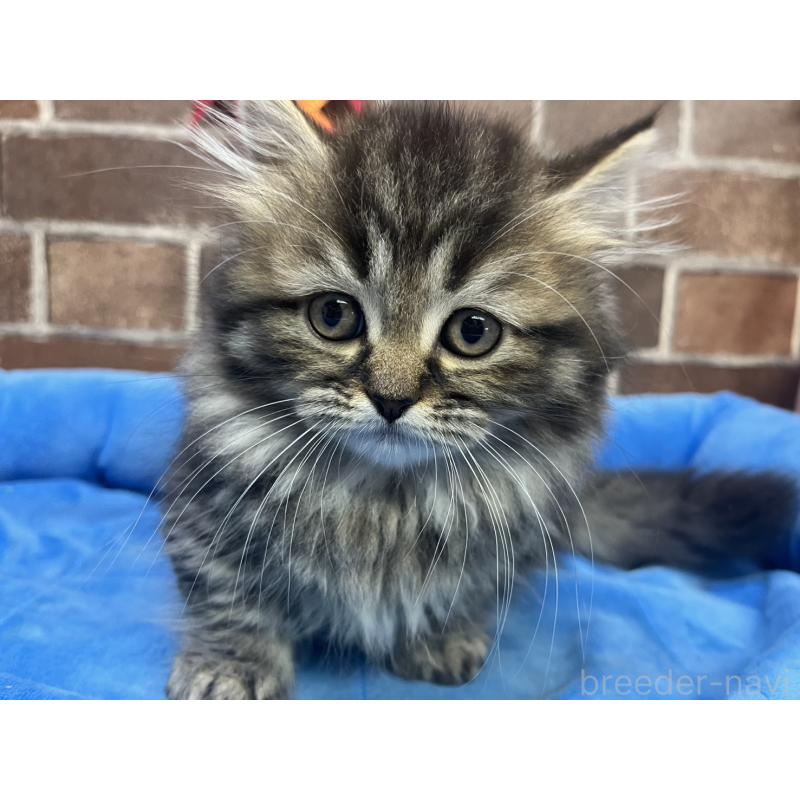 販売中の東京都のミヌエット(短足)-130669の3枚目