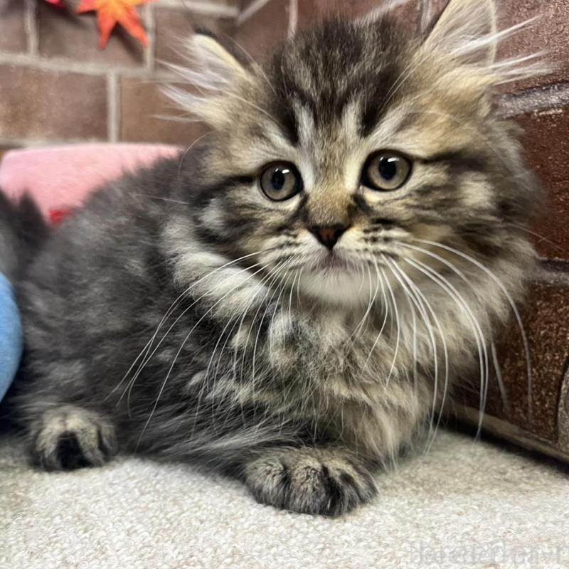 販売中の東京都のミヌエット(短足)-130669の1枚目