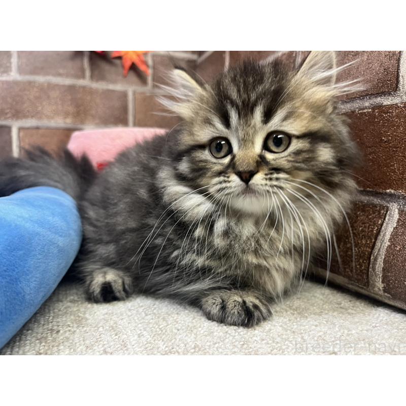 販売中の東京都のミヌエット(短足)-130669の2枚目