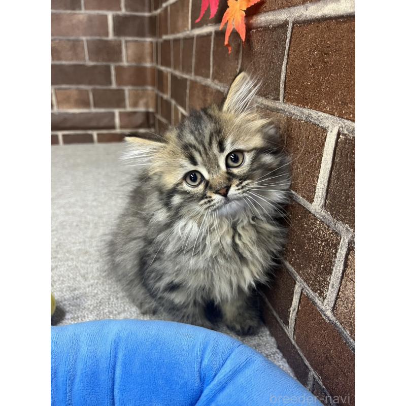 販売中の東京都のミヌエット-130671の12枚目