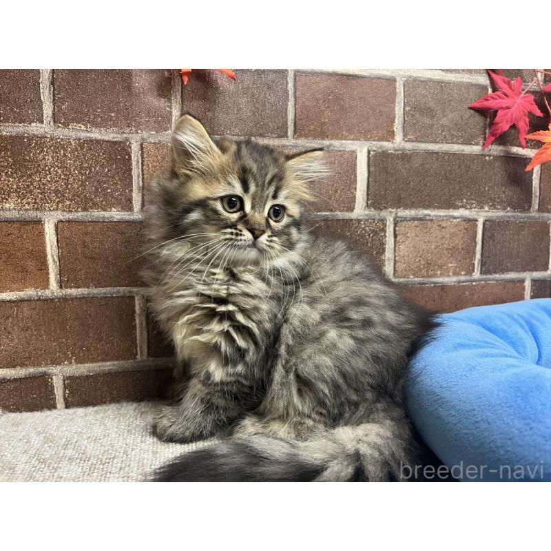 販売中の東京都のミヌエット-130671の11枚目