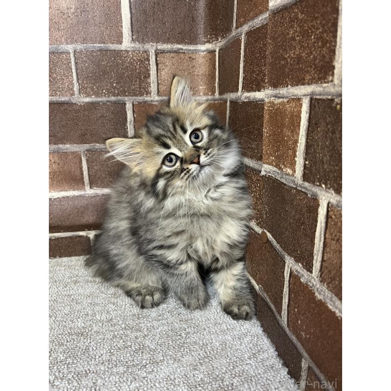 販売中の東京都のミヌエット-130671の4枚目