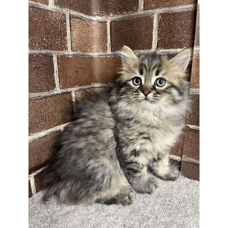 販売中の東京都のミヌエット-130671の3枚目