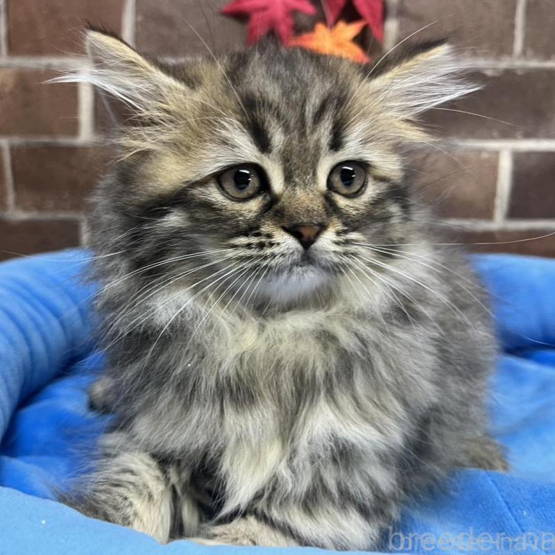 販売中の東京都のミヌエット-130671