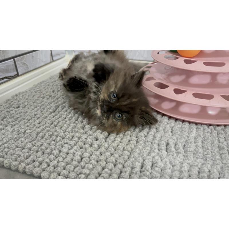 販売中の福岡県のマンチカン(短足)-130672の7枚目