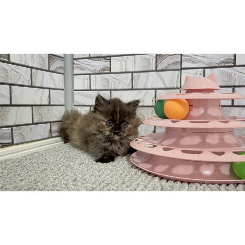 販売中の福岡県のマンチカン(短足)-130672の6枚目