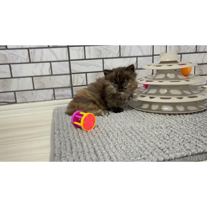 販売中の福岡県のマンチカン(短足)-130672の5枚目